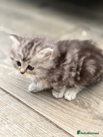 Persian cats Persian x kittens , 2 separate litters - Advert 3