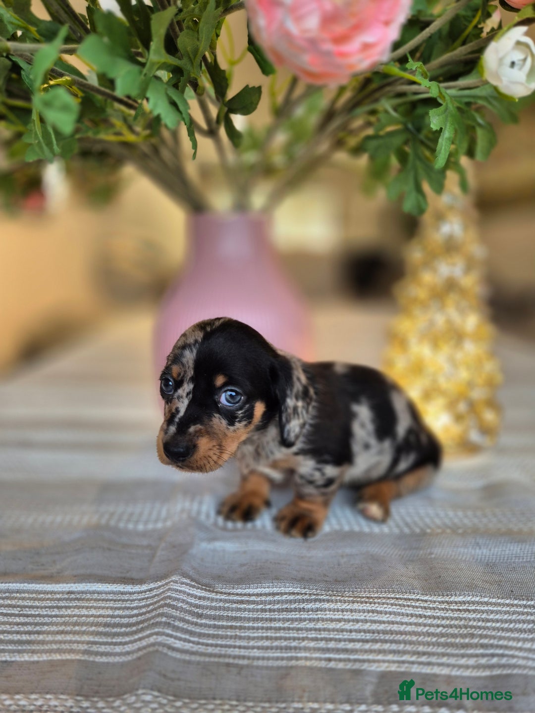 Dachshund dogs for sale: 💙Miniature Dachshund puppies! First litter!🩷  - Advert 16