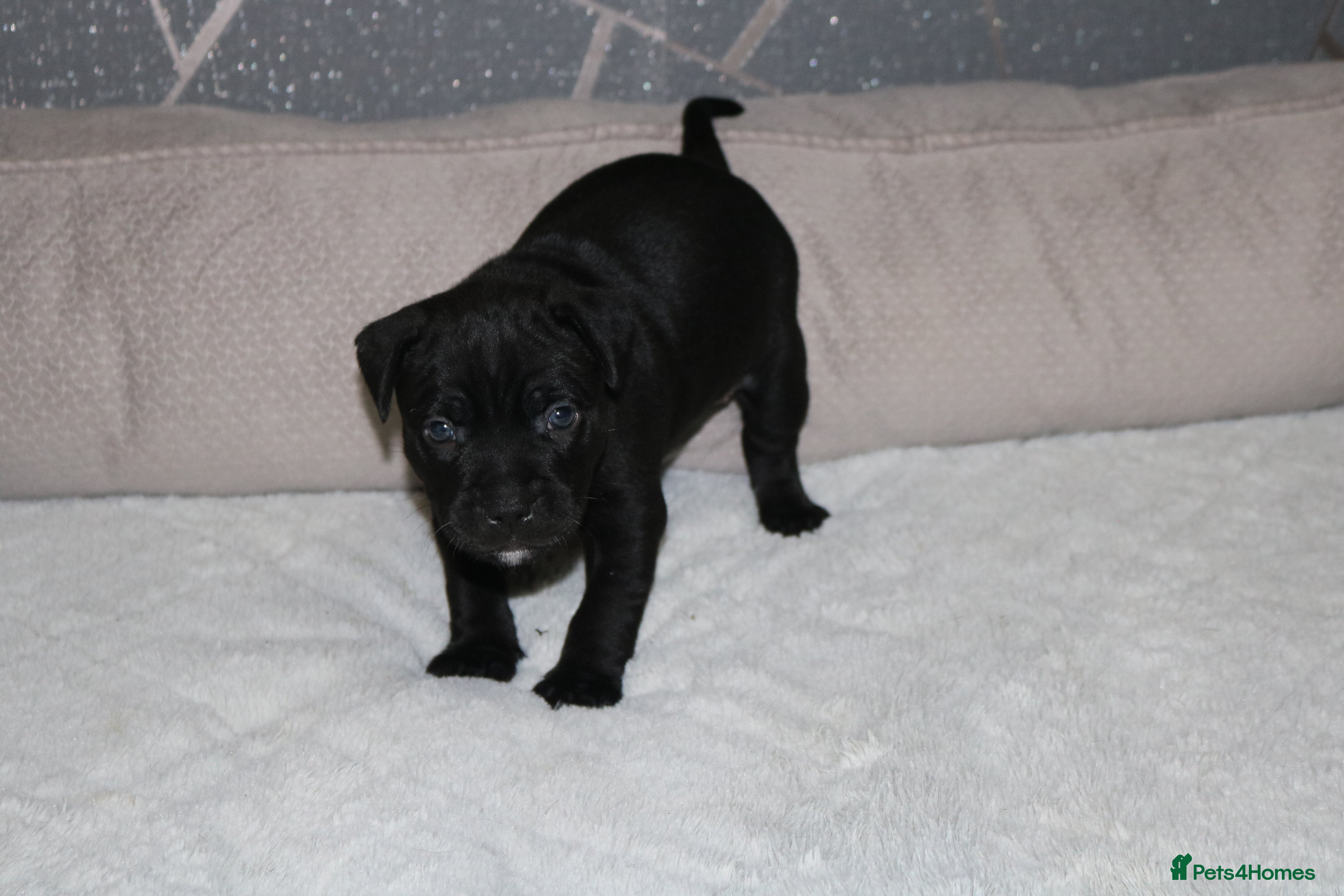 Staffordshire Bull Terrier dogs KC Staffords | Blue & Black | Champion Bloodlines - Advert 2