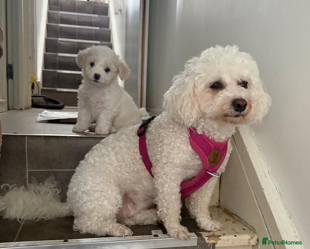 Bichon Frise dogs Bichon frise  - Advert 1