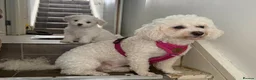 Bichon Frise dogs for sale: Bichon frise  - Advert 1
