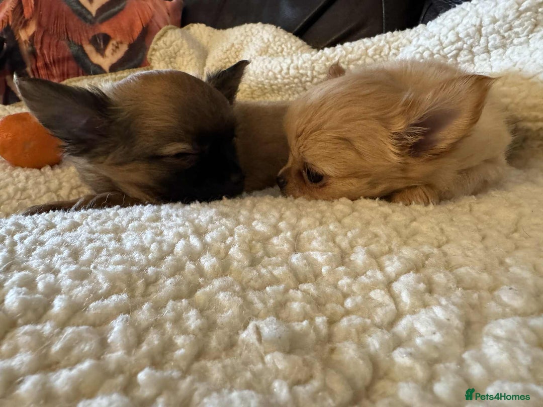 Chihuahua dogs for sale: Chihuahua long coat puppies ...only BOY left - Image 37