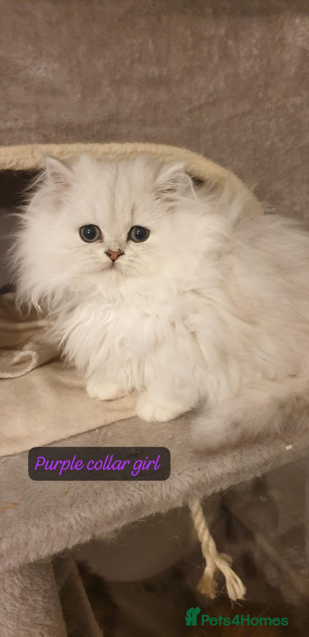 Persian cats for sale: 💖Beautiful Pedigree Chinchilla Persian Kittens. - Advert 16