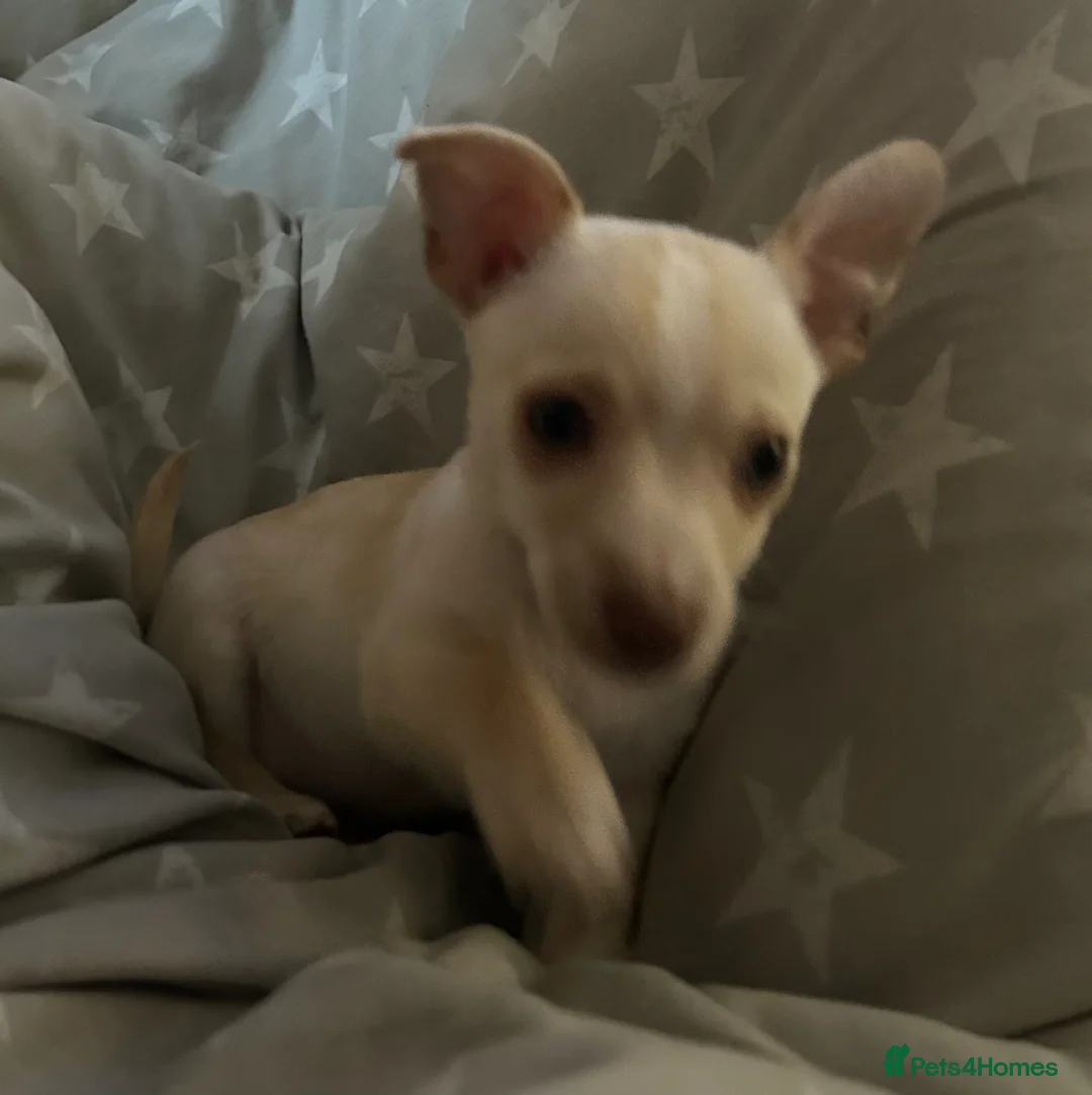 Chihuahua dogs for sale: One beautiful green eyed boy chihuahua puppy left  - Advert 2