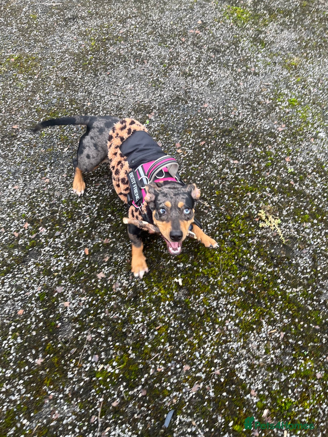 Mixed Breed dogs for sale: Francis  - Advert 6