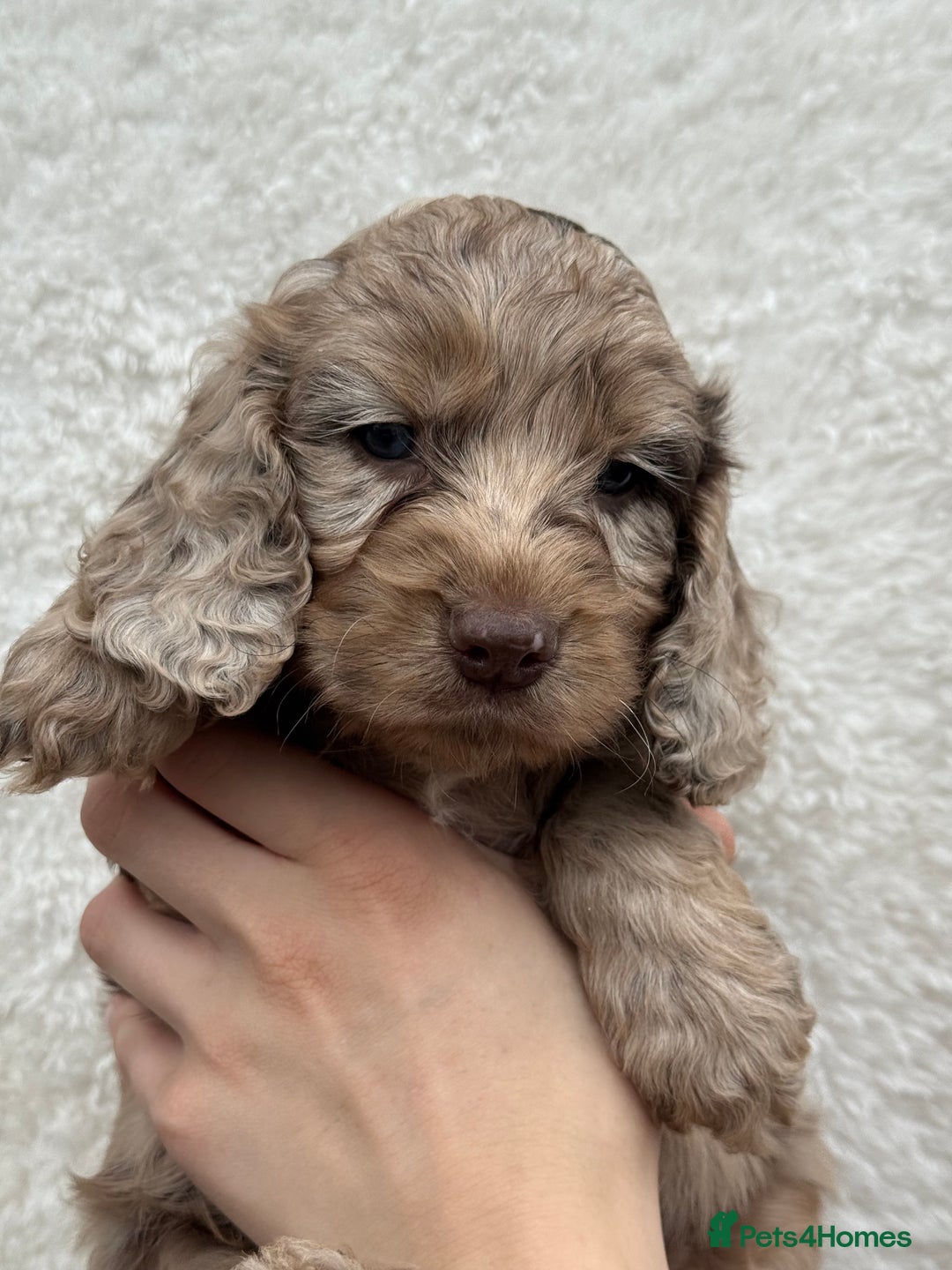Cockapoo dogs for sale: F1 Show Cockapoo - Image 5