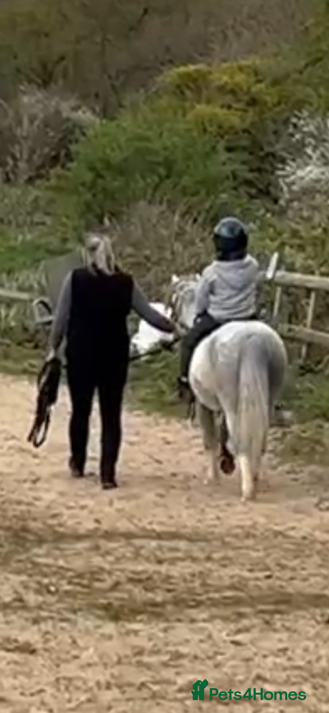 Welsh Section A horses for sale: Super pony ready for new family  - Image 7