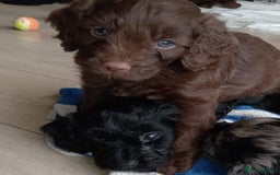 Cockapoo dogs for sale: **Last** Male Cockapoo Puppies avaliable 8th Oct  - Image 8