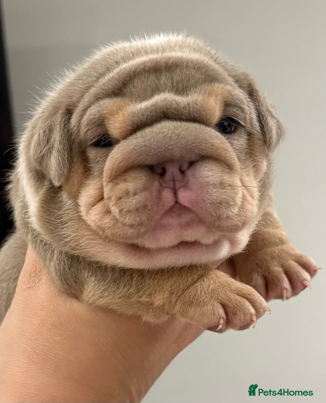 English Bulldog dogs for sale: Kc litter outstanding bloodlines bulldog pups  - Image 4
