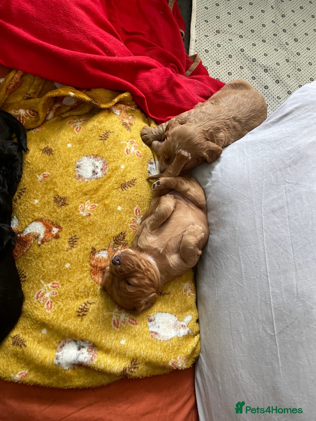 Cocker Spaniel dogs for sale: KC registered Working Cocker Spaniels For Sale - Image 7