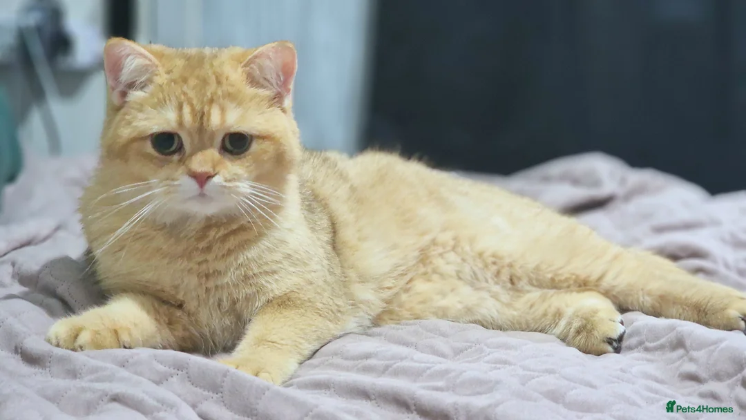 British Shorthair cats for stud: Chocolate golden stud available  - Advert 19