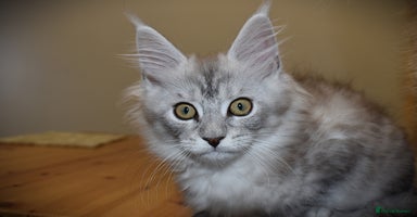 Maine Coon cats - Advert 9