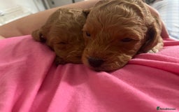 Cockapoo dogs for sale: Mini cockapoo f2  - Image 8