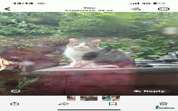 American Wirehair cats for sale: Cutest little cat - Image 3