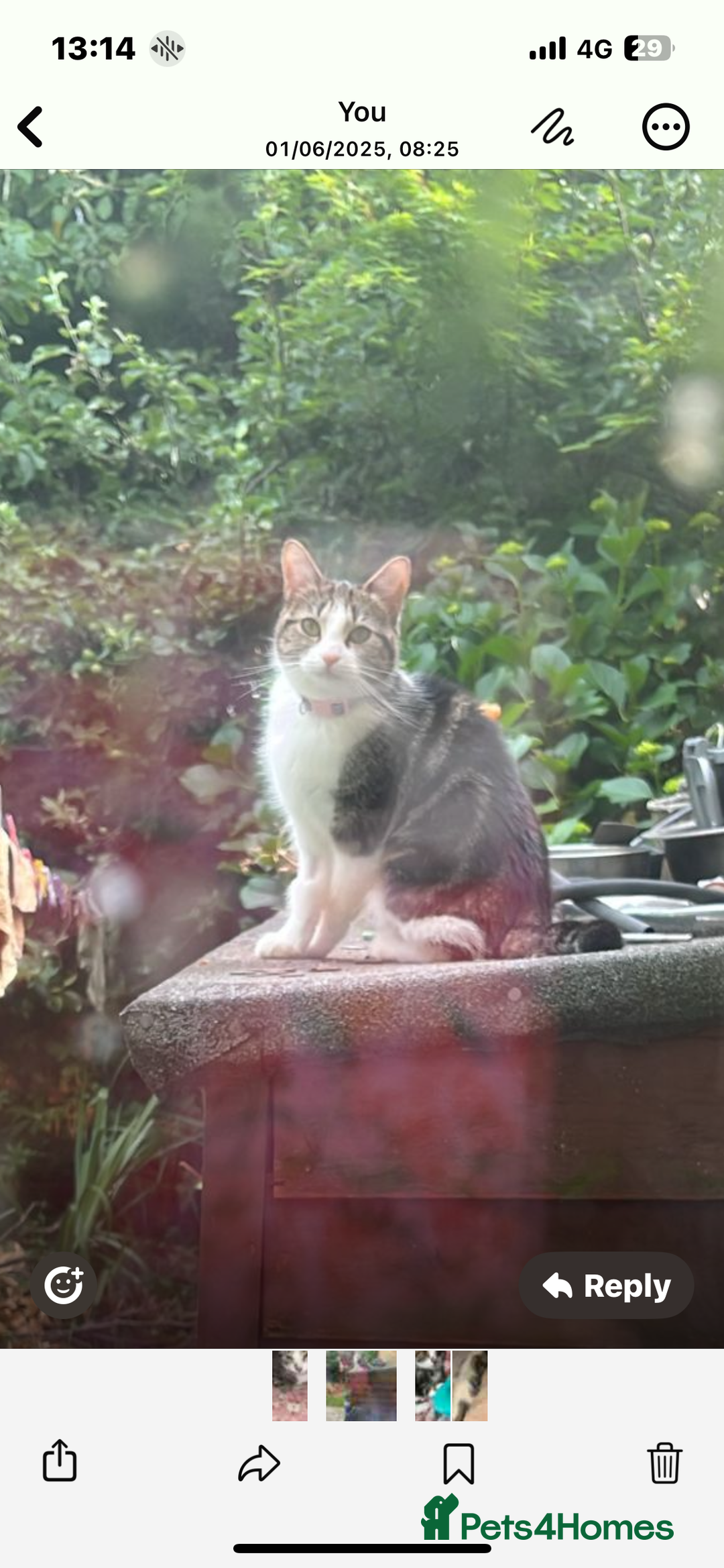 American Wirehair cats for sale: Cutest little cat - Image 3