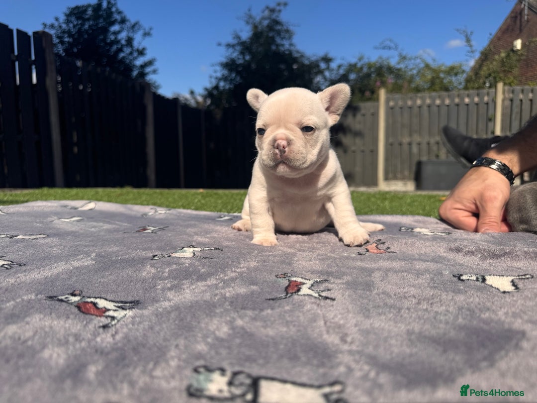 French Bulldog dogs for sale: KC FRENCH BULLDOG PUPPIES - READY NOW - Image 23