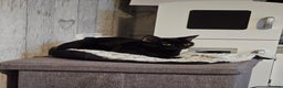 Mixed Breed cats for sale: Black cat called april - Advert 1