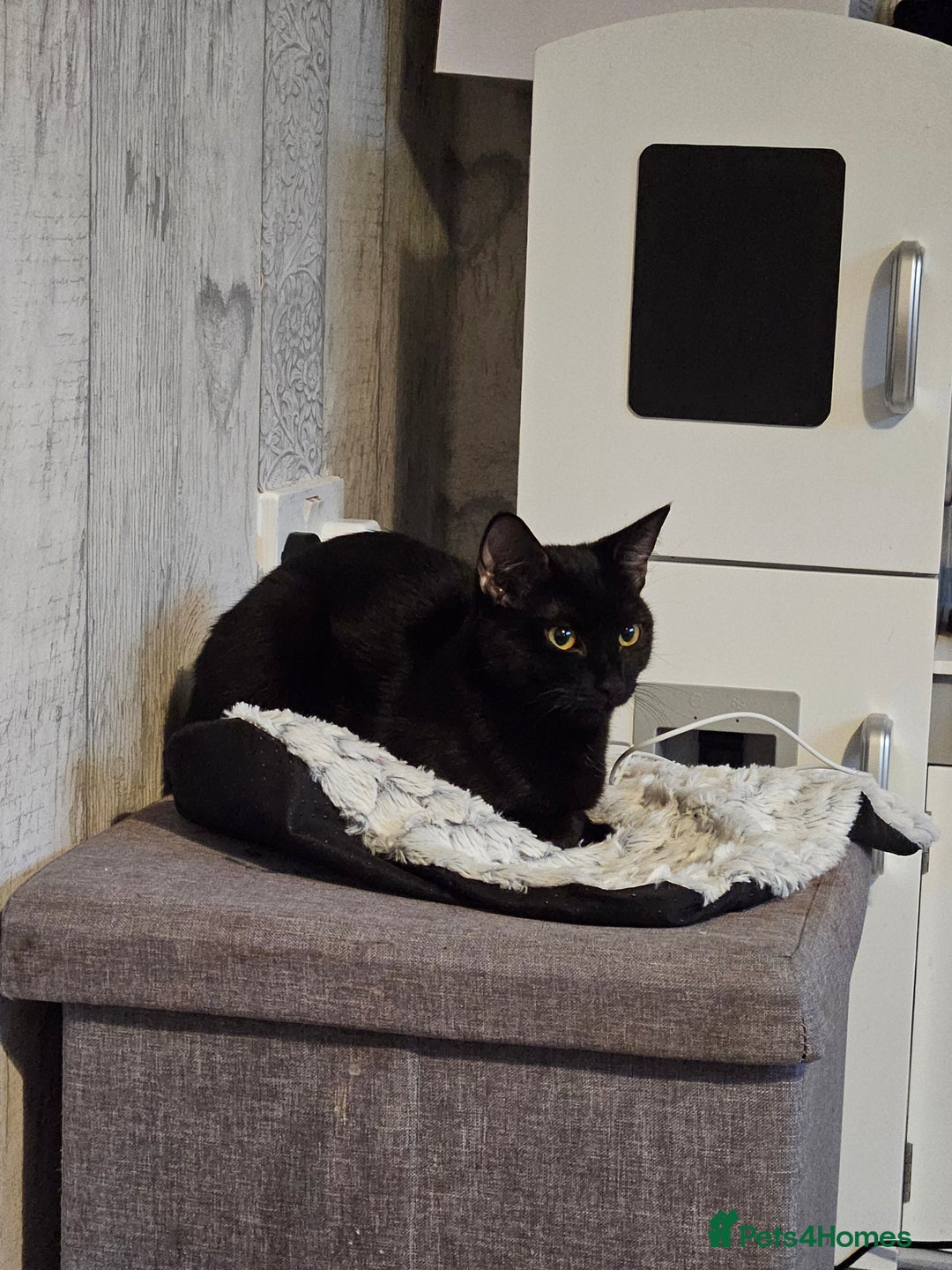 Mixed Breed cats for sale: Black cat called april - Advert 1