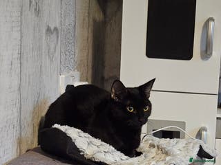 Mixed Breed cats Black cat called april - Advert 1