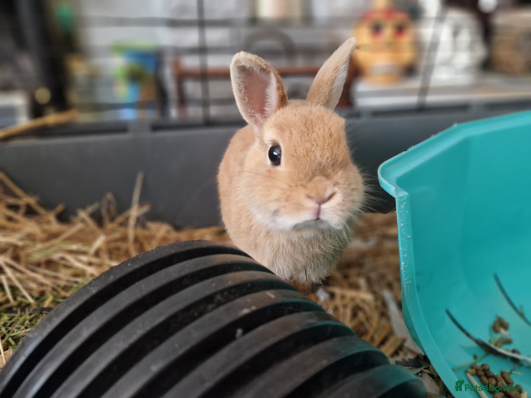 Netherland Dwarf rabbits for sale: Rare pretty purebred ginger Netherland dwarf girl - Image 2