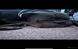 Dorset Olde Tyme Bulldogge dogs for stud: Rolo  - Image 3