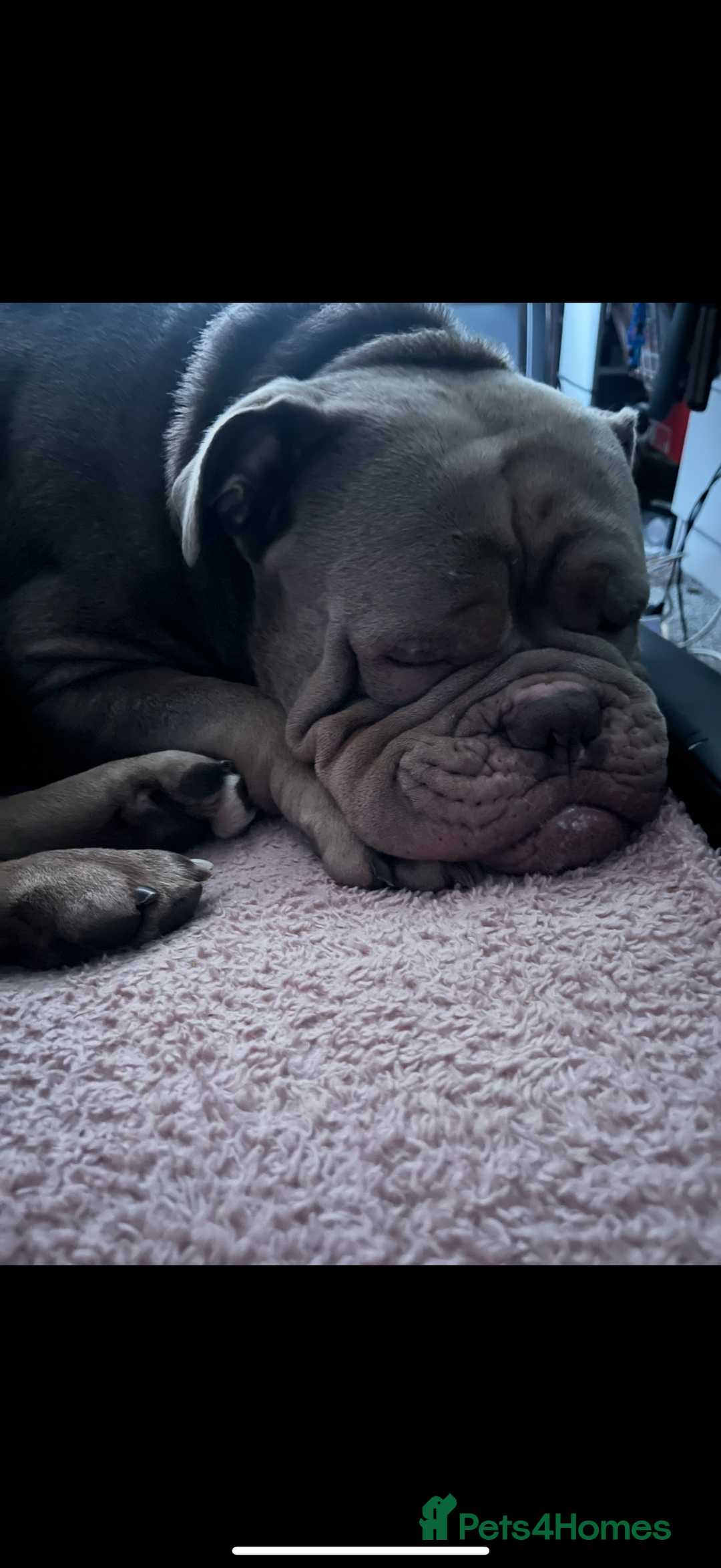 Dorset Olde Tyme Bulldogge dogs for stud: Rolo  - Image 3