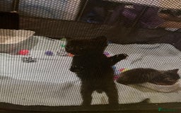 Mixed Breed cats for sale: Mixed Breed Kittens 🐈‍⬛ 🐾  - Image 3