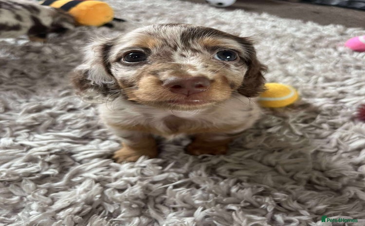 Miniature Dachshund dogs - Advert 4