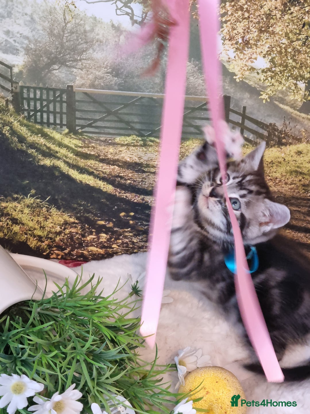 British Shorthair cats for sale: British Shorthair Tabby  - Advert 11