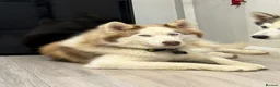 Siberian Husky dogs for sale: Beautiful Siberian puppies for Sale. Xx in Ware - Advert 9