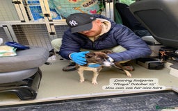 Mixed Breed dogs for adoption: Maya, 1 yr old approx, Available for adoption. - Image 14