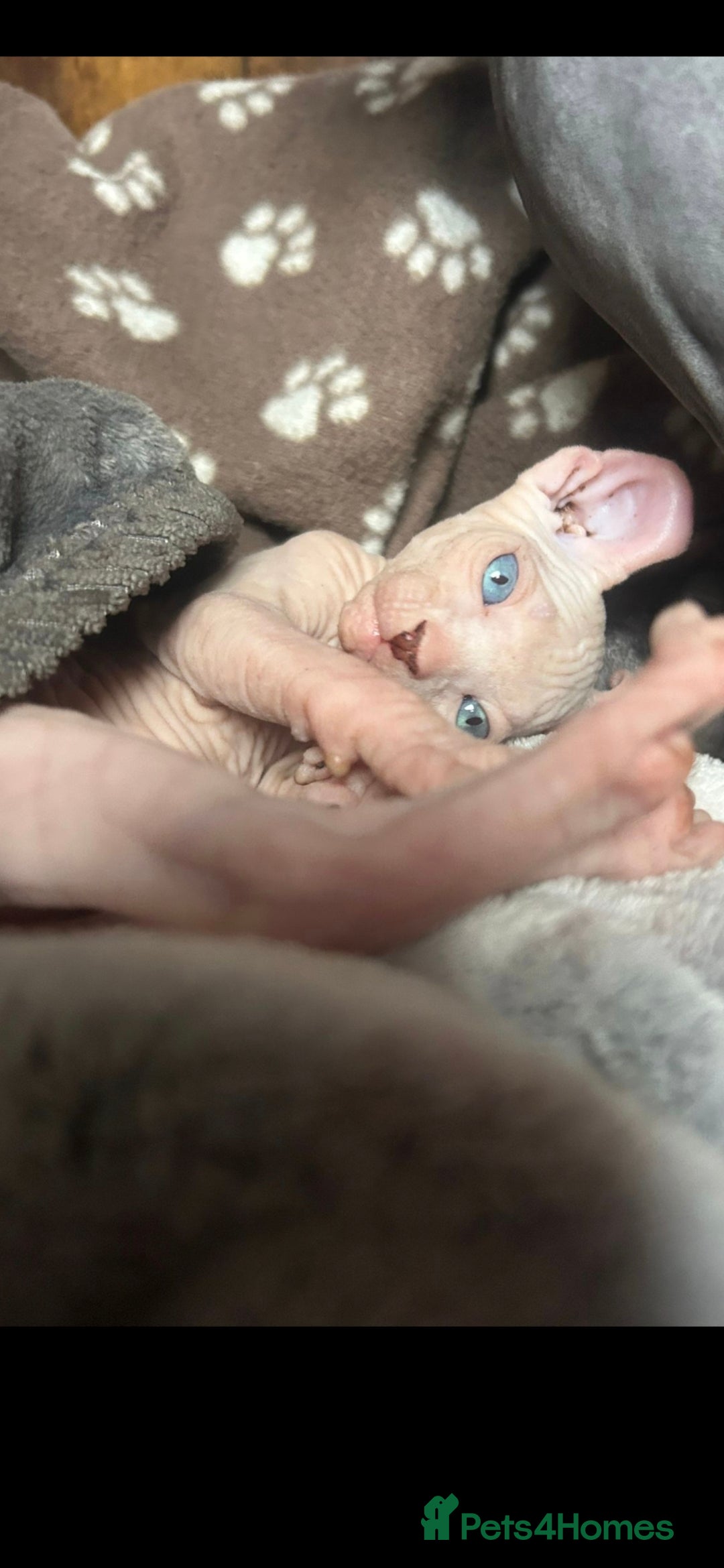 Sphynx cats for sale: Odd eyed Male & seal point female 🩵 - Image 1