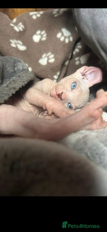 Sphynx cats - Advert 1