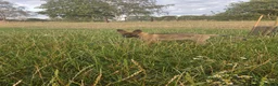 German Shepherd dogs for sale: Working line german shepherd puppies - Advert 7