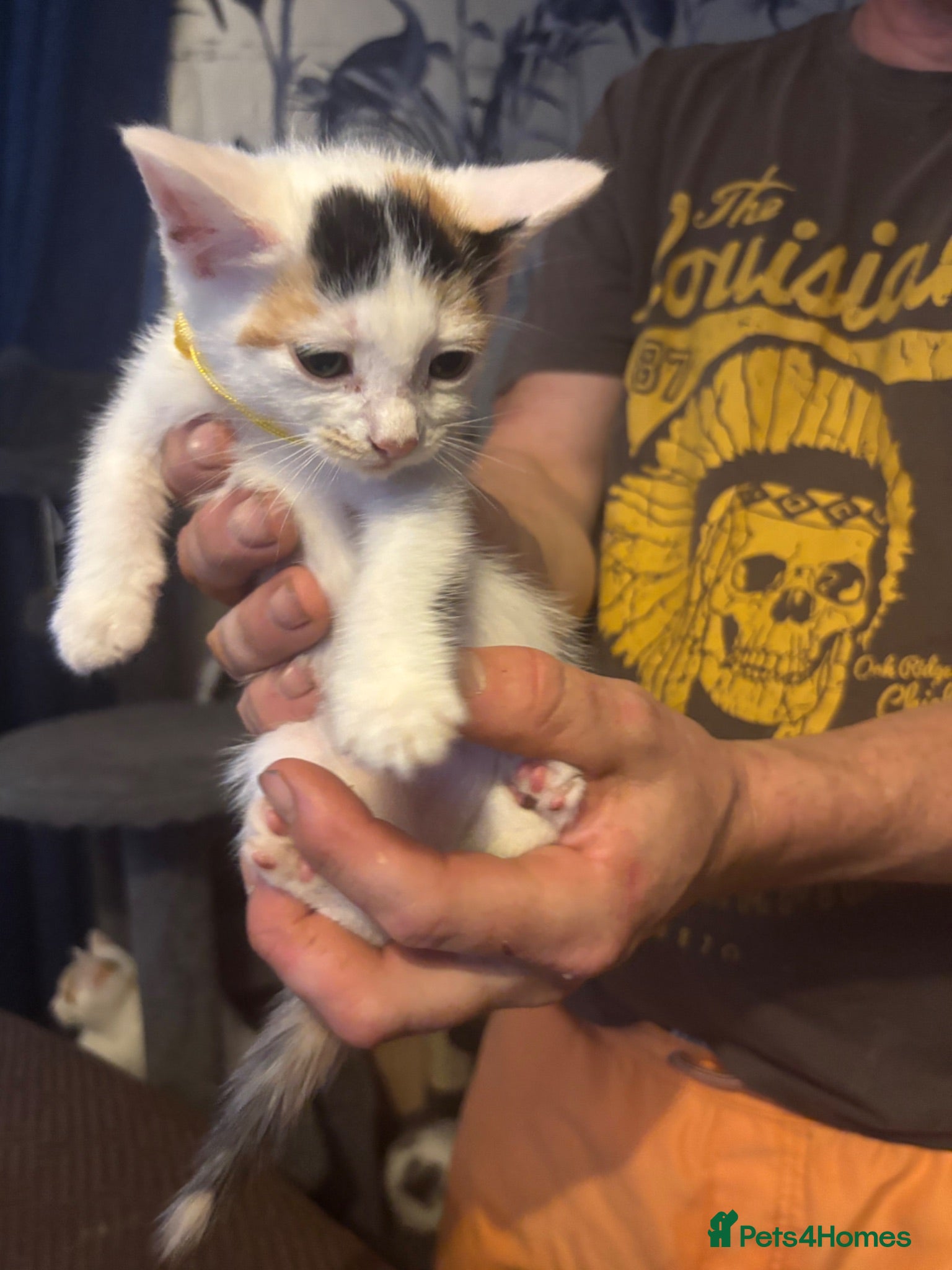 Mixed Breed cats Gorgeous Kittens for sale  - Advert 2