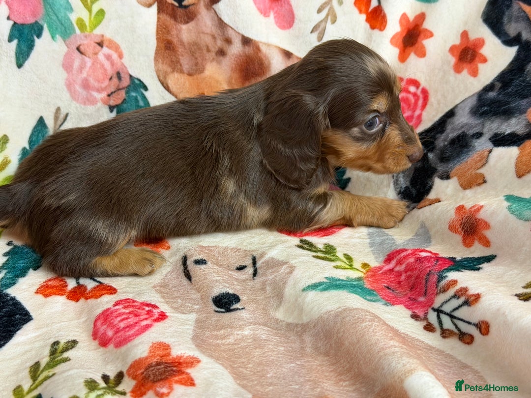 Miniature Dachshund dogs for sale: 2 left Long haired mini dachshund pups  - Advert 10