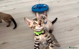 Bengal cats for sale: Stunning full pedigree bengal kittens  - Image 6