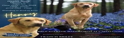 Labrador Retriever dogs for stud: Henry - Advert 1