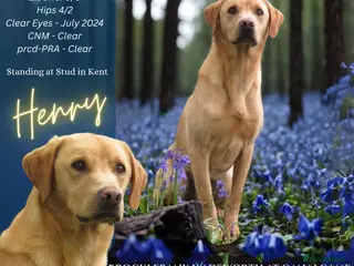 Labrador Retriever dogs Henry - Advert 9