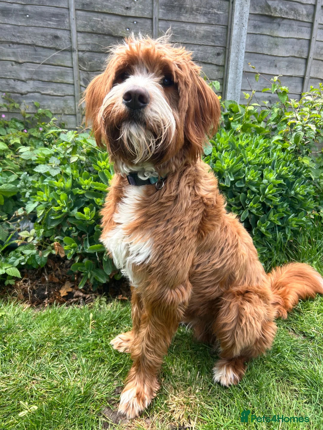 Labradoodle dogs for sale:     Beautiful Labradoodle Needs Loving Home - Advert 2