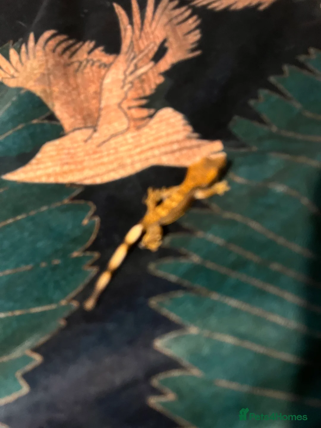 Gecko reptiles for sale: Crested gecko babies  - Advert 20