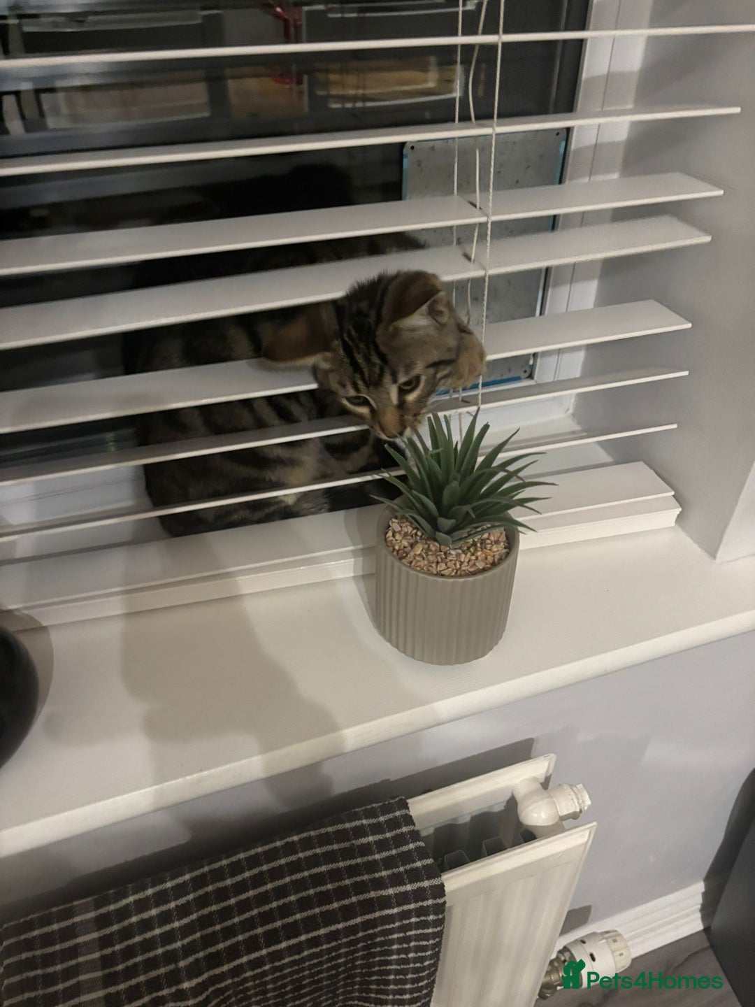 Bengal cats for sale: Frankie. Bengal X Moggy - Image 3