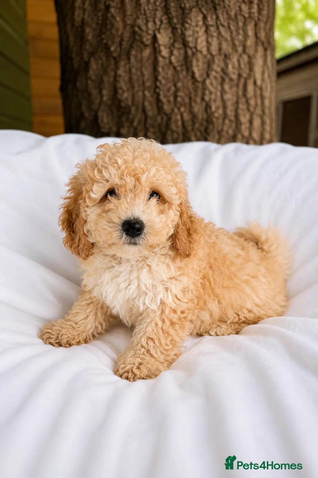 Cavapoo dogs for sale: Cavapoo pups ready to leave now!  - Advert 12