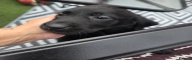 Labrador Retriever 1