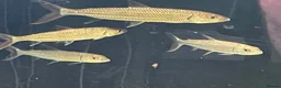 Other/Mixed Breed fish for sale: African tiger fish - Advert 3
