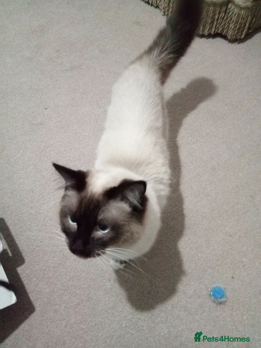Ragdoll cats for stud: Regdoll  in Kirkcaldy - Advert 4