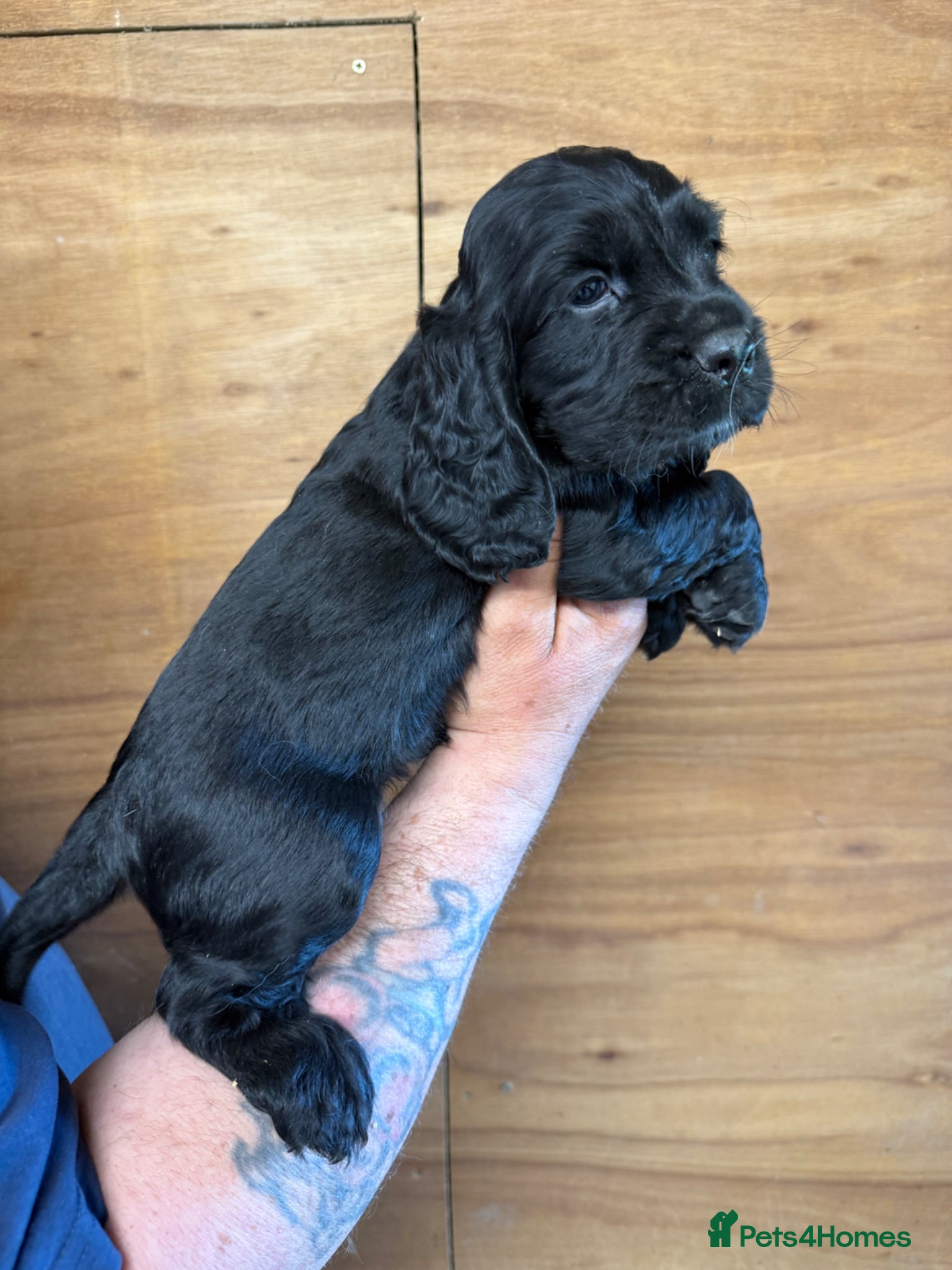 Cocker Spaniel dogs for sale: 5 Gorgeous Chunky Show Type Cocker Spaniels  - Advert 16