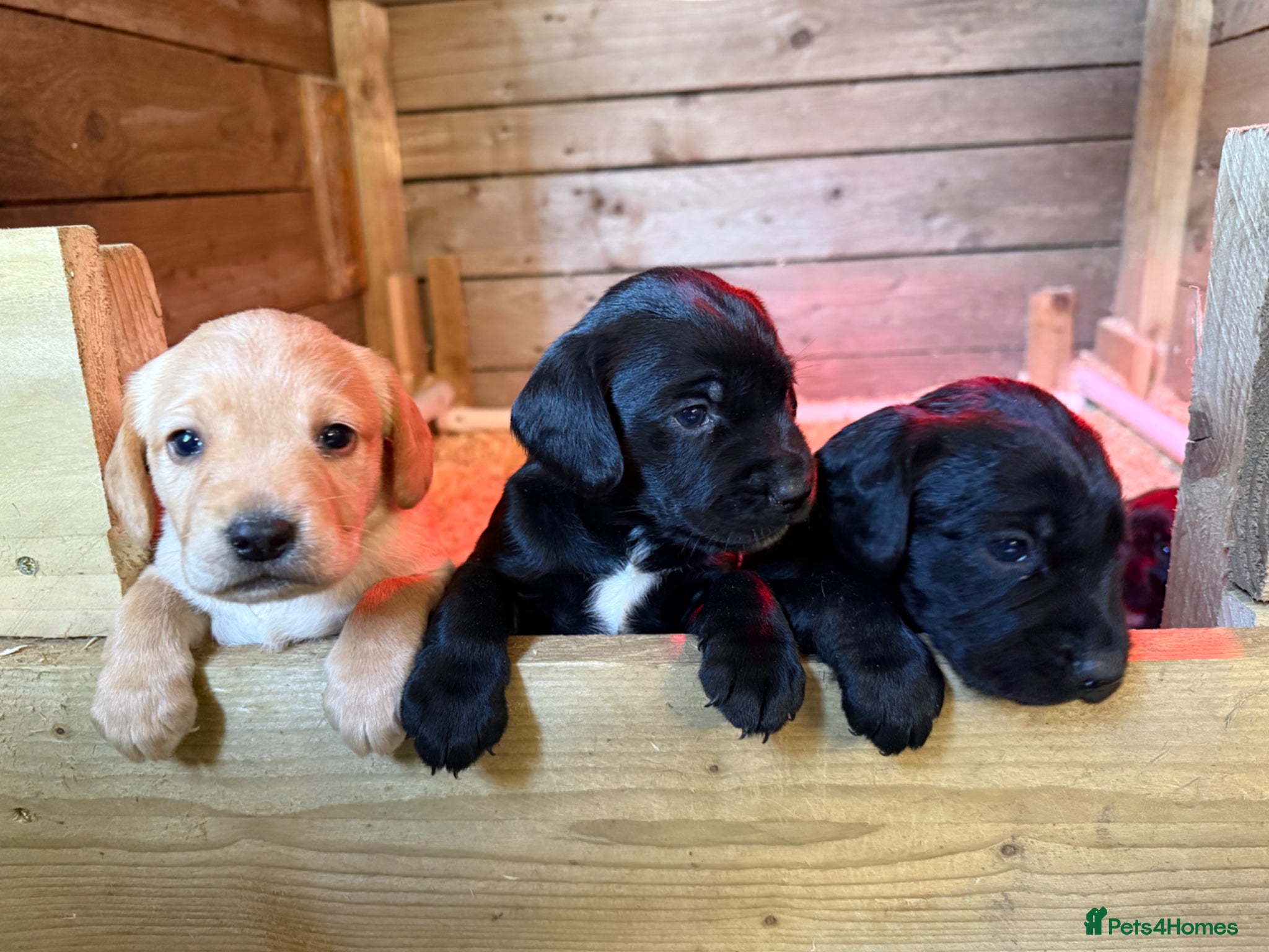 Springador dogs Spaniel x Labrador puppies  - Advert 2