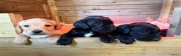 Springador dogs for sale: Spaniel x Labrador puppies  - Advert 18