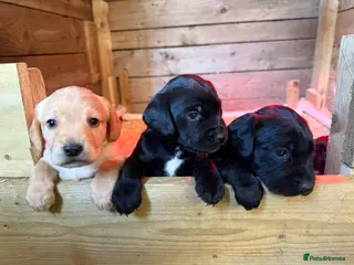 Springador dogs Spaniel x Labrador puppies - Advert 2